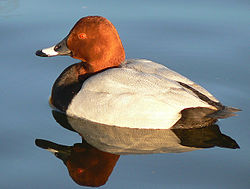 250px-Male_pochard_reflection_in_evening