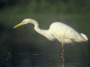 800px-Egretta_alba_1_(Lukasz_Lukasik)