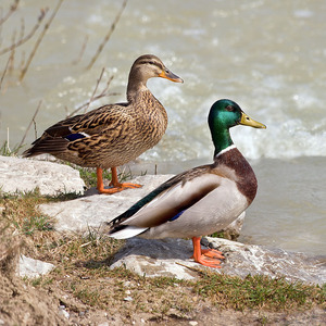 Anas_platyrhynchos_male_female_quadrat